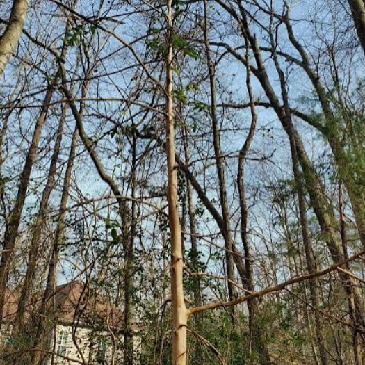 Ivory Woods