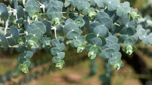Eucalyptus Scented Beads