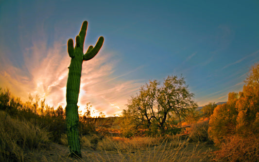 Cactus Leather Scented Beads