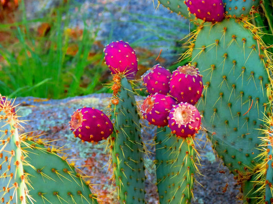 Baja Cactus Scented Beads