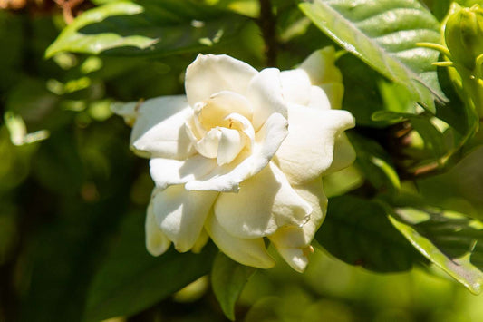 Gardenia Scented Beads