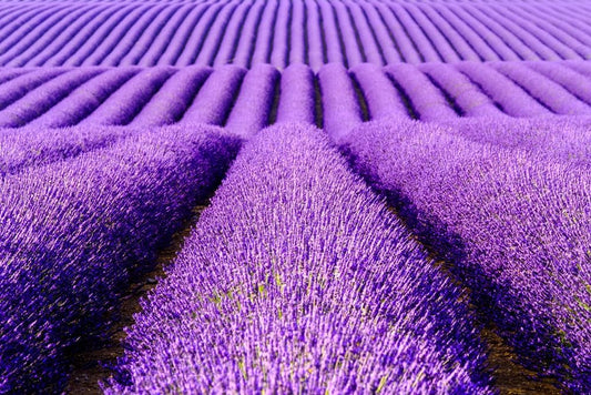 Lavender Scented Beads