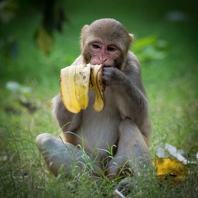 Monkey Farts Scented Beads