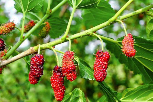 Mulberry Scented Beads