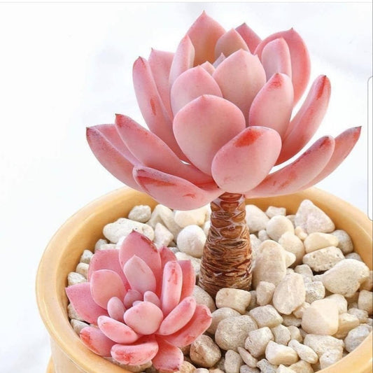 Naked Cactus (in house blend) Scented Beads